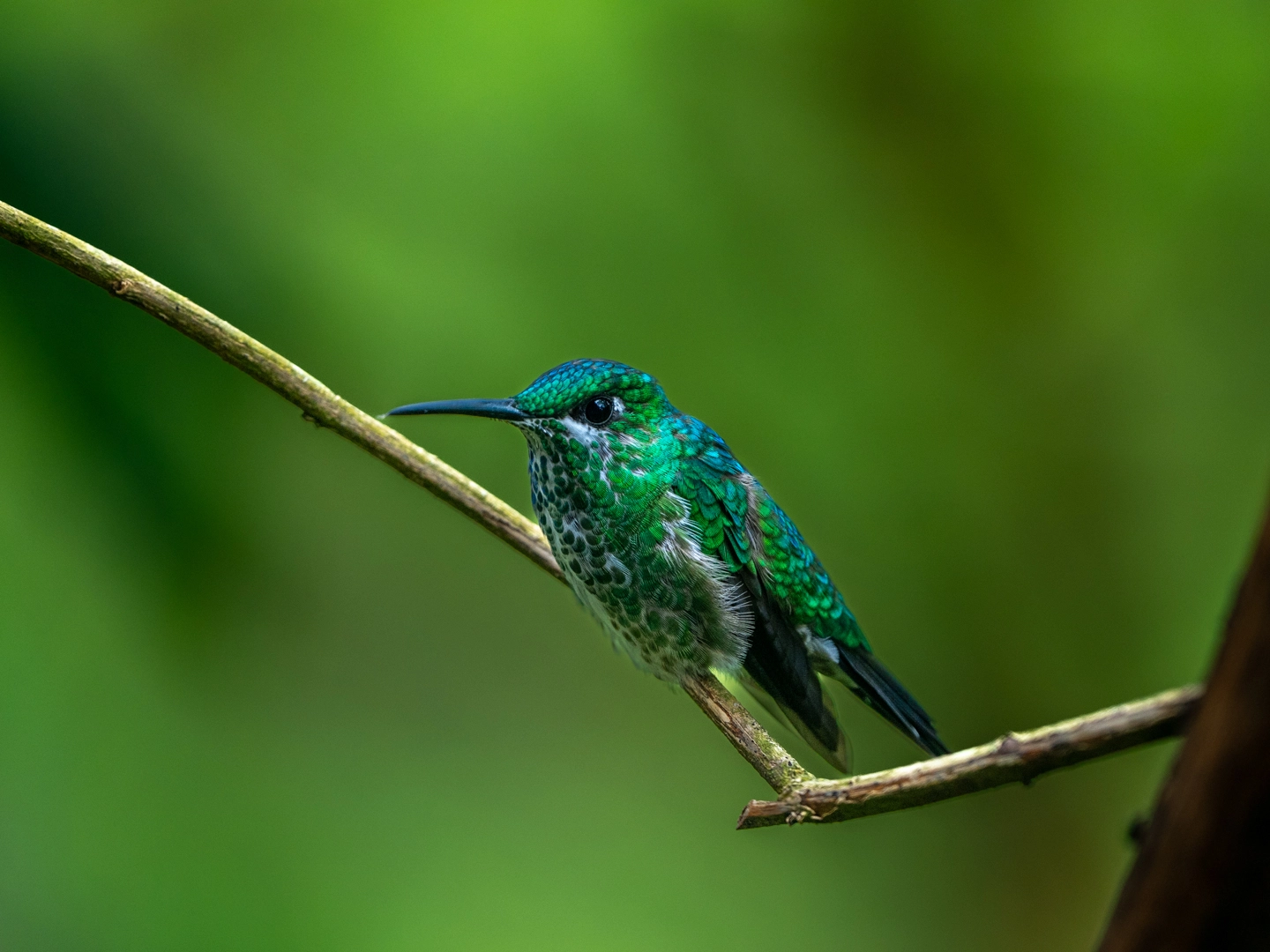 Birding Trip Costa Rica 2026